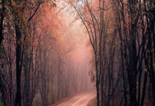 关于今晚年终总决赛前瞻：梅德韦杰夫伤情更新，丹佛掘金冲击逆转纪录的信息